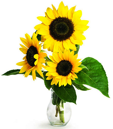 Sunflower in a Vase