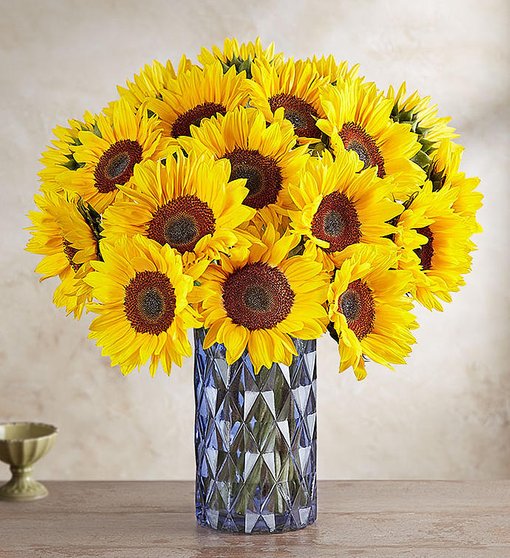 Sunflower in a Vase