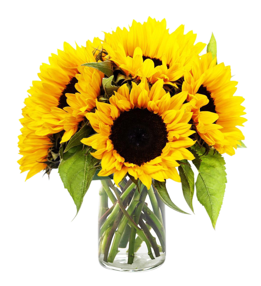 Sunflower in a Vase